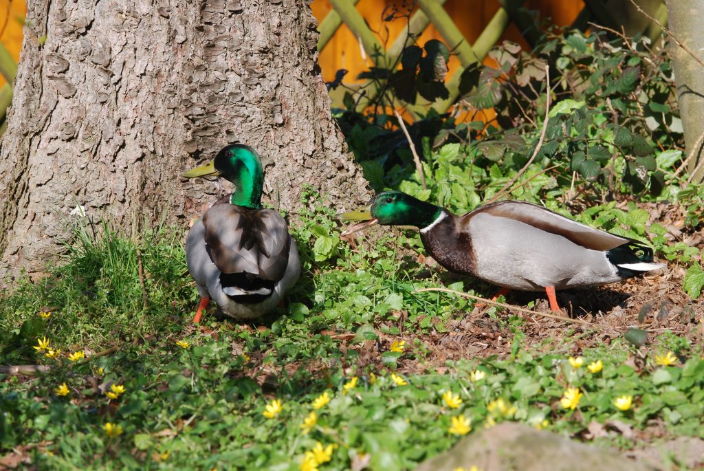 eine Stockente redet mit einer anderen