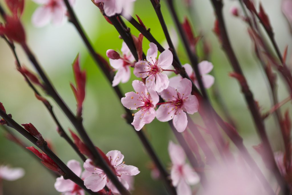 Blüten der Zierzwetschge im Frühling