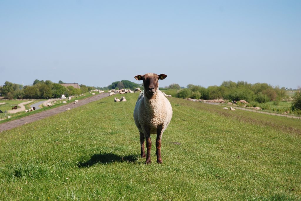 ein Schaf auf einem Deich sieht den Betrachter direkt an