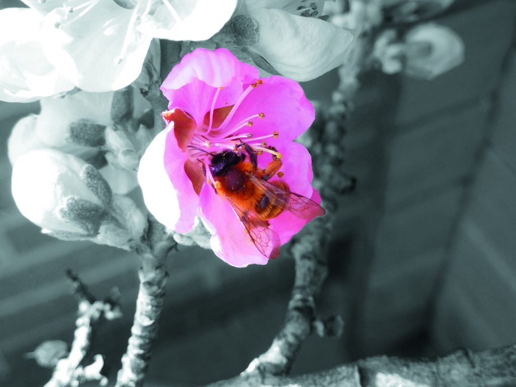 Schmuckfoto mit Retusche Farbakzent auf Blüte