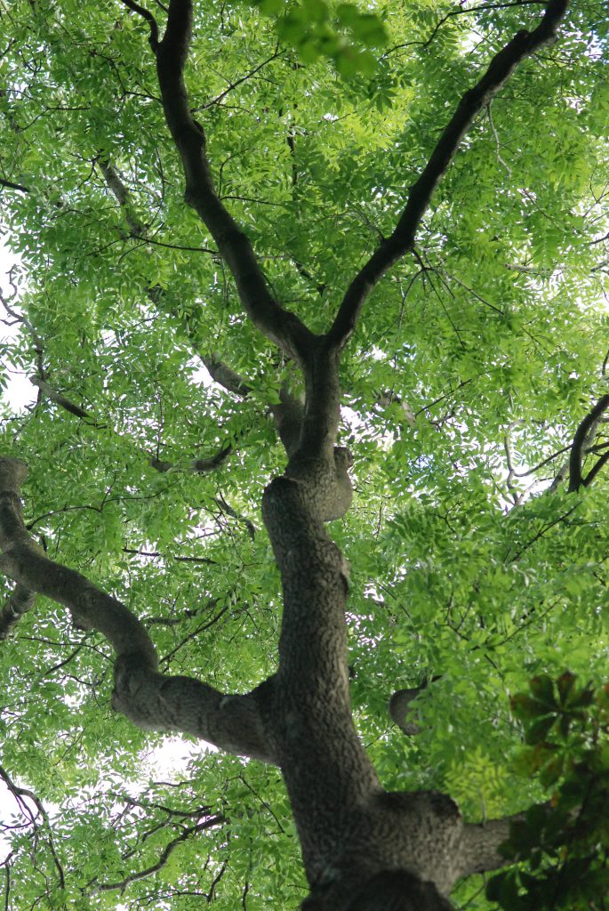 Fotoaufnahem Buam mit grünem Laub