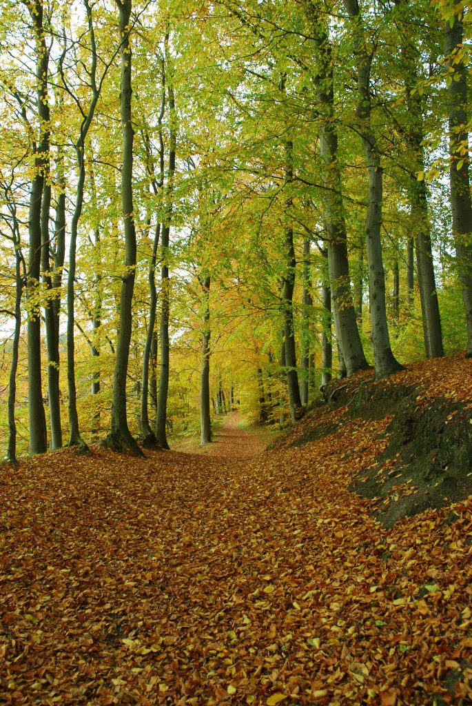 Waldweg im Herbst