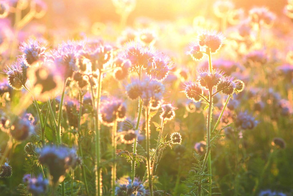 Phacelia im abendlichen Gegenlicht